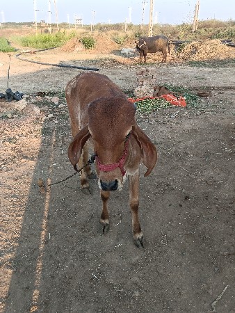 વાછળિ વેચવાની છે