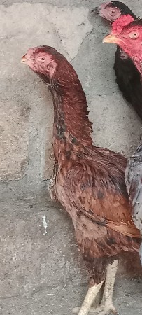 વેચવામાટે