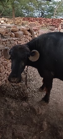 વેચવાની છે
