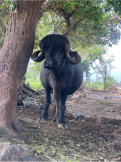 જાફરાબાદી ટોપલી ભેંસ 2 વેટર 7 દિવસ ની કાચી