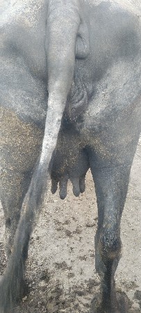 3વેતર વીયાસે છે