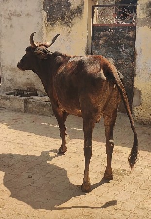 ગાય વેચવાની છે....
