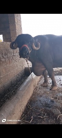 ભેંસ