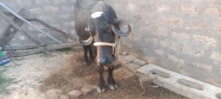 ખળેલી વેચવાની છે