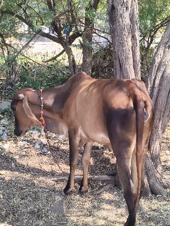 બે વર્ષની વાચડી‌ છે