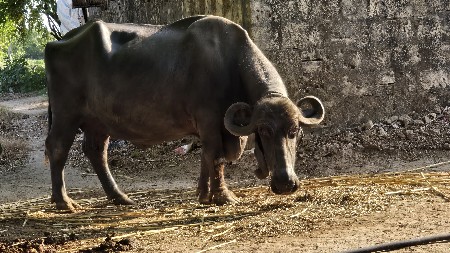 ભેસ વેચવા ની છે