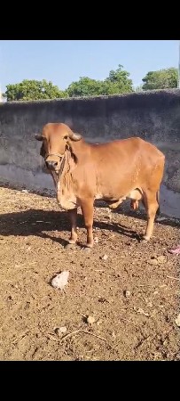 બીજી એક