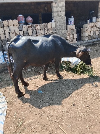 ભેંસ વેચવાની છે