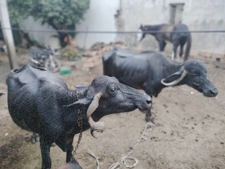 બે ભેસુ