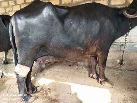 ભેંસ વેચવાની છે