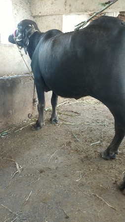 ભેંસ વેચવાની છે
