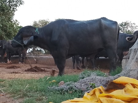 પાડો વેચવાનો છે