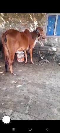 ગીર ગાય વેચવાની છે