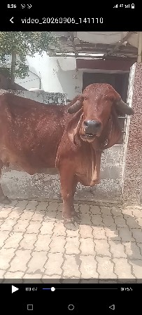ગીર ગાય ના સાટે ઘોડી લેવાની છે