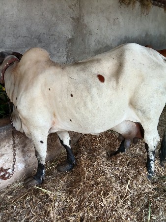 આ ગાય વેચવાની છે