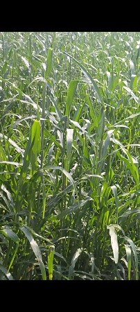 jila Bajrang