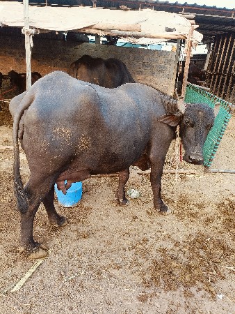 આ ભેંસ વેચવાની છે