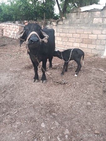 ભેસ વેચવાની