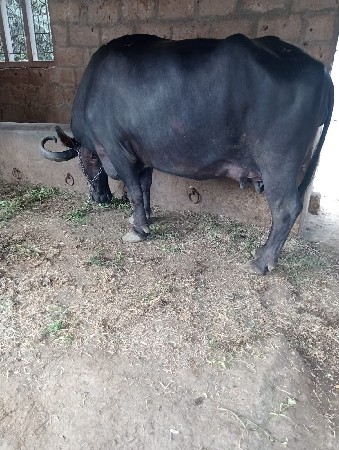 ભેંશ વેચવાની છે