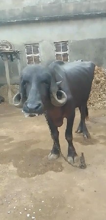ભેંસ વેચવાની છે.