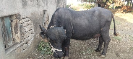 ભેંસ વેસવા ની સે