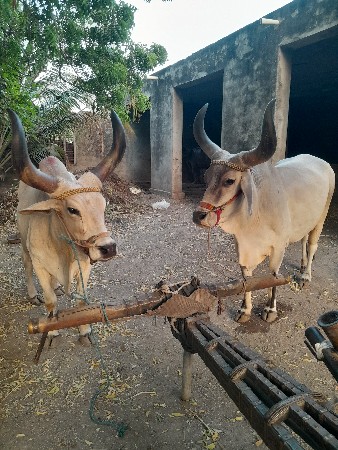 બળદ વેચવાના છે