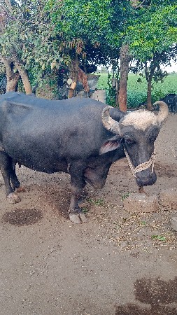 ભેસ વેચવાની છે