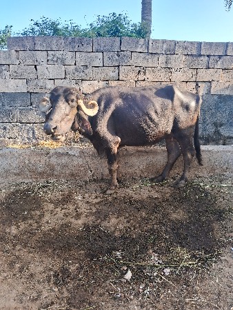 2 bhes vechavani se
