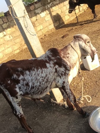 વેચવાની છે