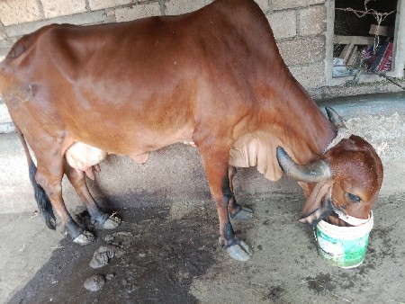 ગાય વેશવા નિ છે