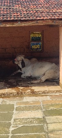 ગાય વેસવાની સે