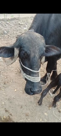 પહેલો વેધર
