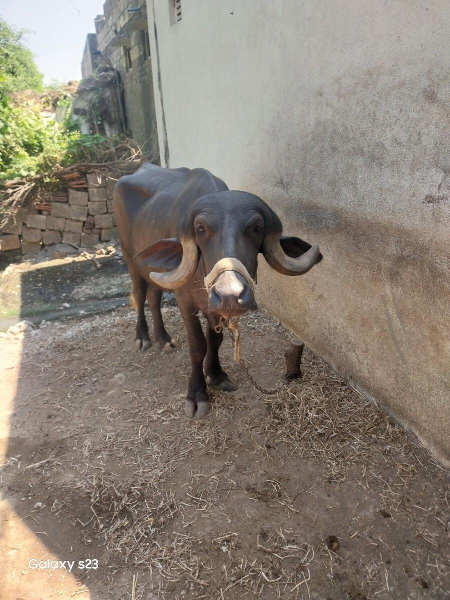 khadeli vechanical che