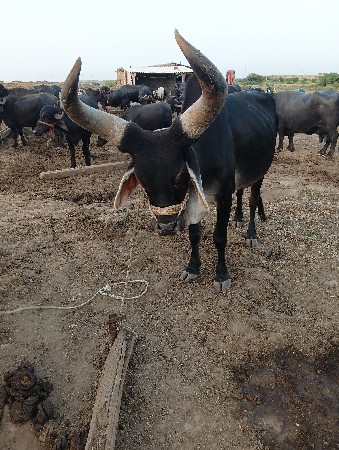 ગોઢલા વેચવાના છે