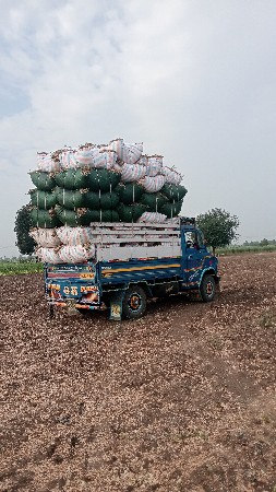 માંડવીનો પાલોવેચવાનોછે