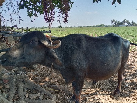 ભેંશ વેચવાની છે