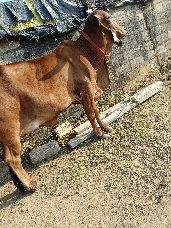 ગીર  હોડકી વેચવાની છે