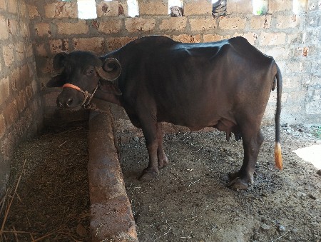 વેચવાનિ છે