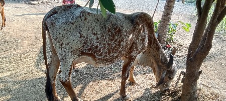 ગાય વેચવાની છે