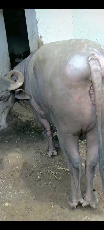 વેચવાની
