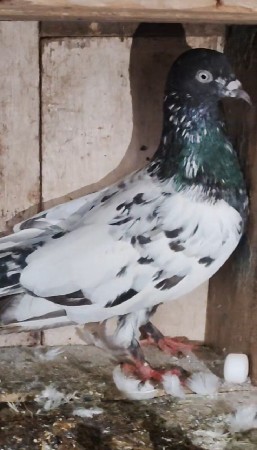 Kabutar