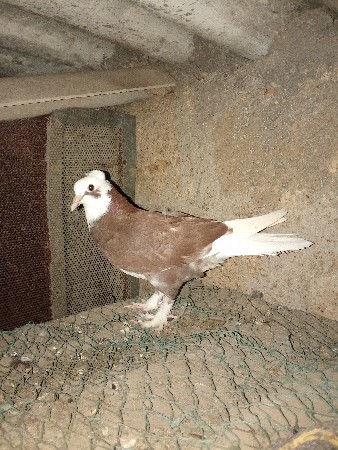 કબુતર વેચવાના છે