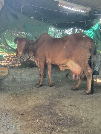 ગીર ગાય વેચવાની છે