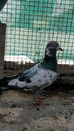 મદ્રાસી નર મારવાડી માડી