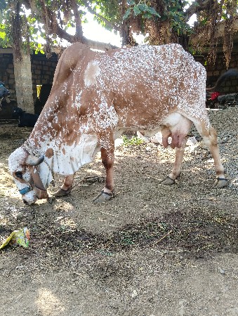 ગાય વેશવા ની છે