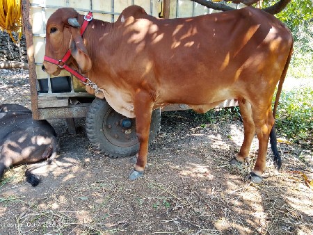 આ ઓડકી વેચવાની છે