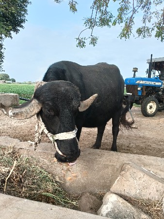વેચવાની છે