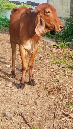 ગીર હોડકી વેચવાની છે