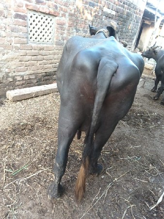 vechvani 6