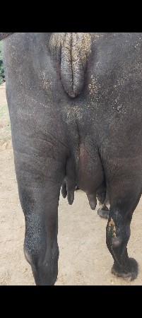 ભેંસ વેચવાની છે